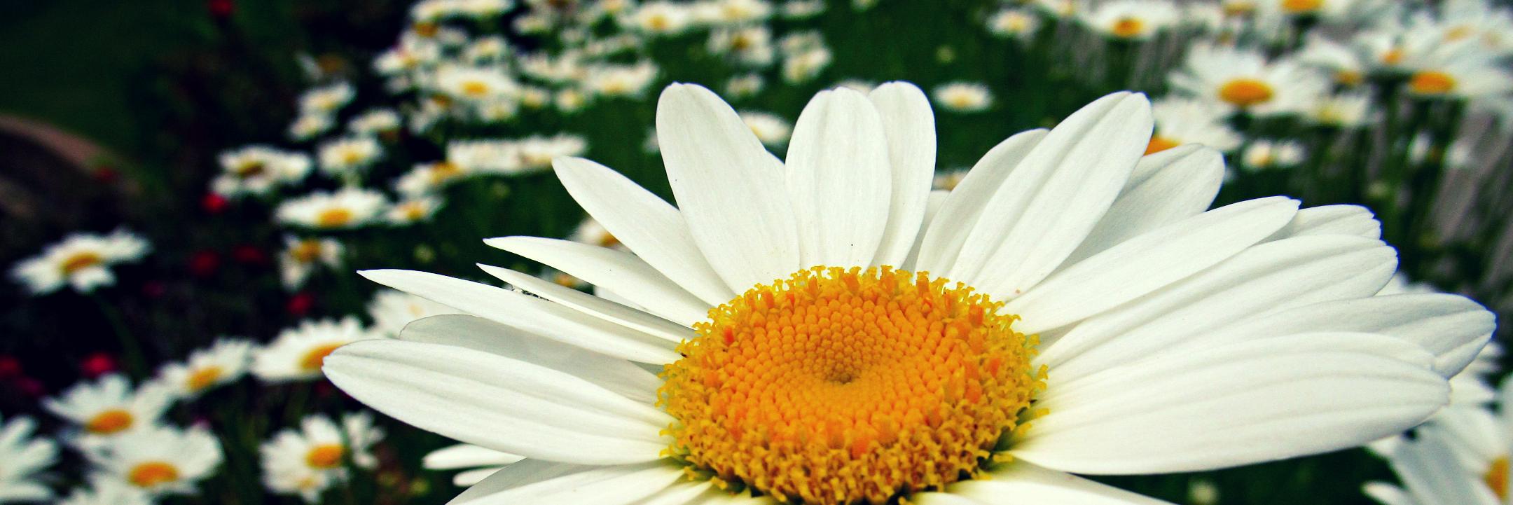 SmileEveryday7_'s profile banner image