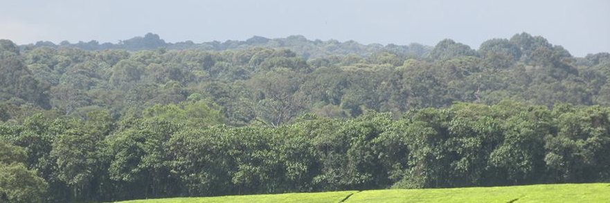SRugut's profile banner image