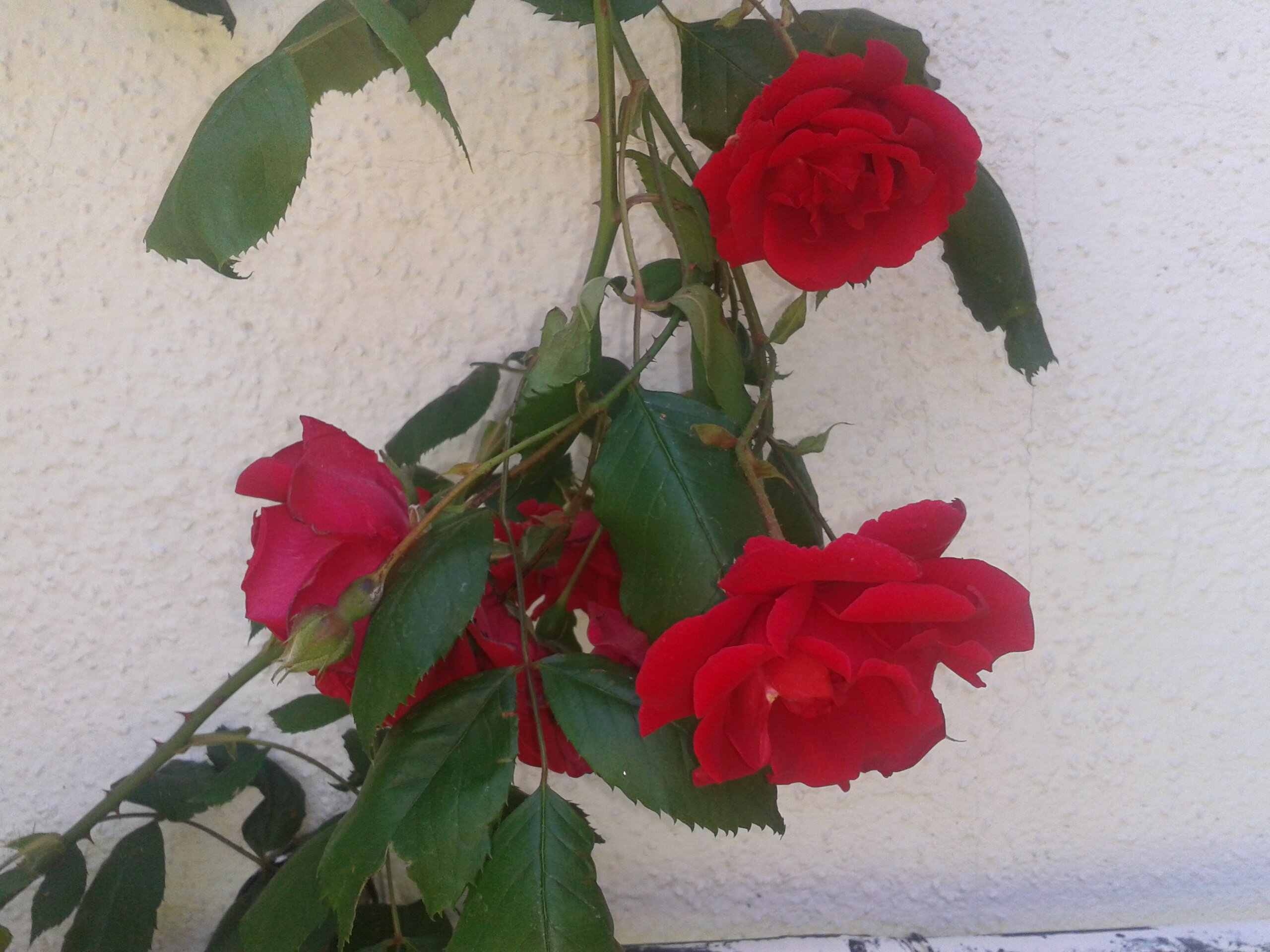 ananavald's profile banner image