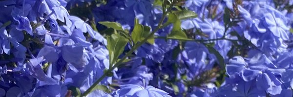 monet_the_bold Profile Banner