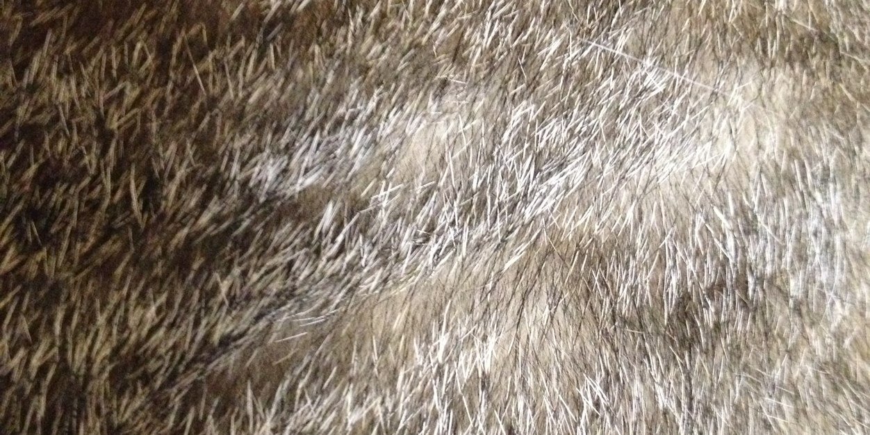 PoHacha's profile banner image