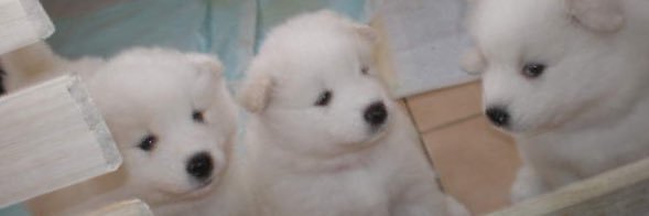 AnimalTanBacon's profile banner image