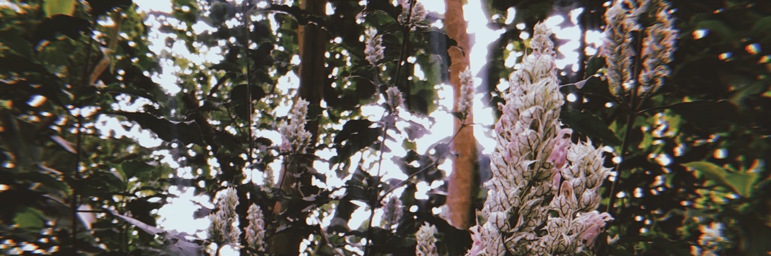 mxhealani's profile banner image
