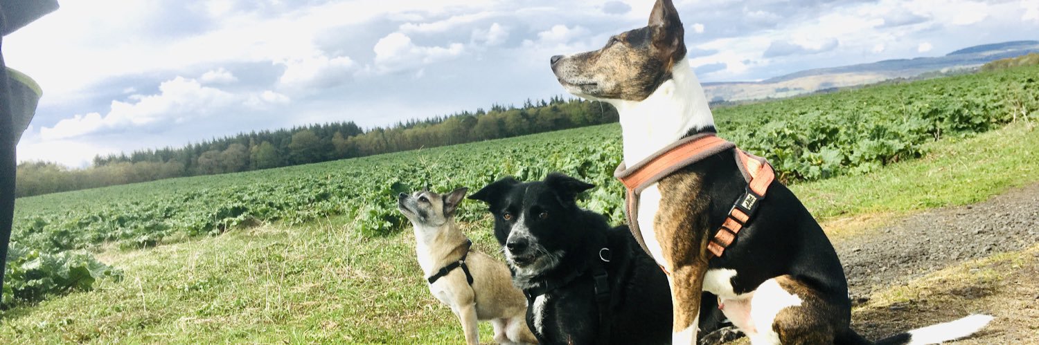 Nikki Thomson banner