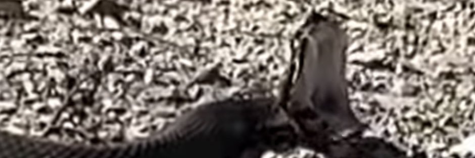 Michael Wade Moss banner