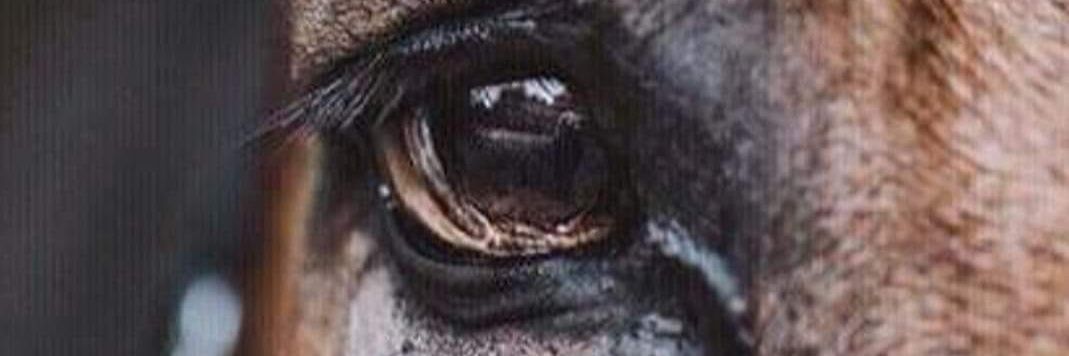 Vegan31's profile banner image