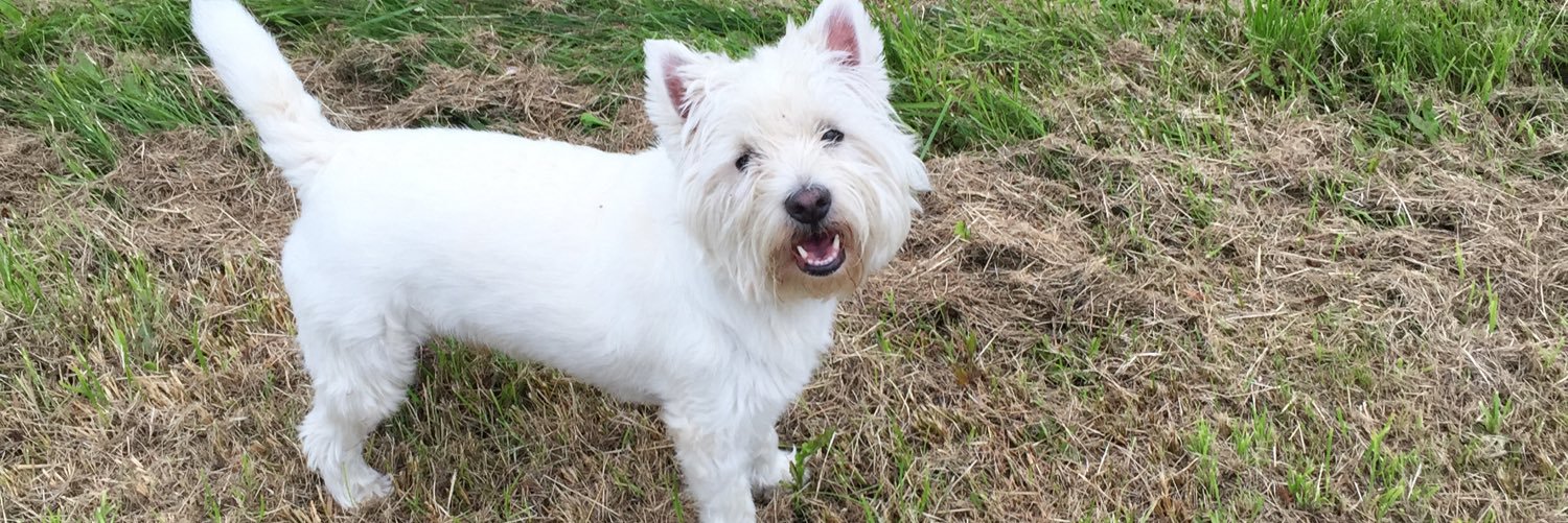 Gareth Preece banner