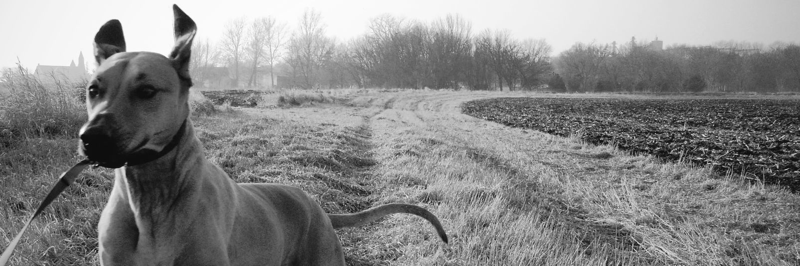 CrossmanX's profile banner image