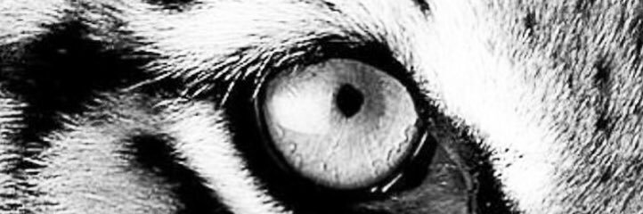 gunawanfredii's profile banner image
