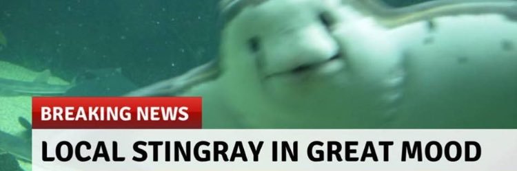 emmarschmidt's profile banner image