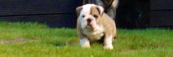 RealWilde Profile Banner