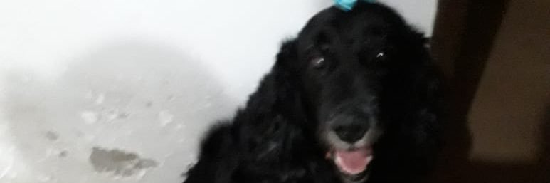 Um homem da minha qualidade bebe agua nao banner