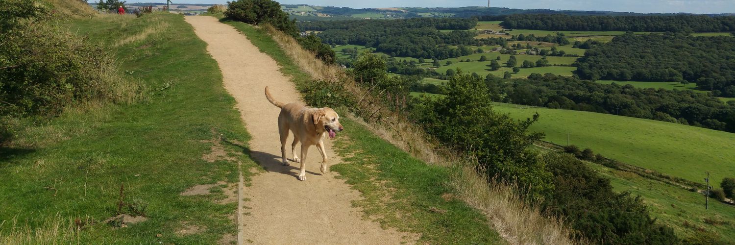 BertieGuideDog's profile banner image