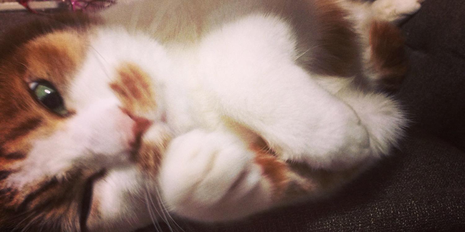 meowaika's profile banner image