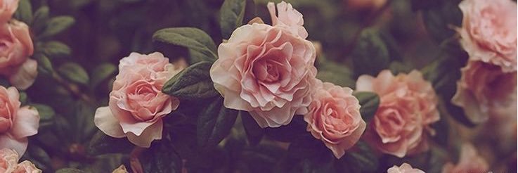 ForgetMadison's profile banner image