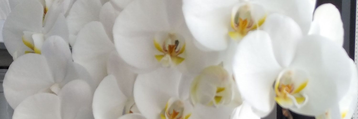 Isabel_VP_'s profile banner image