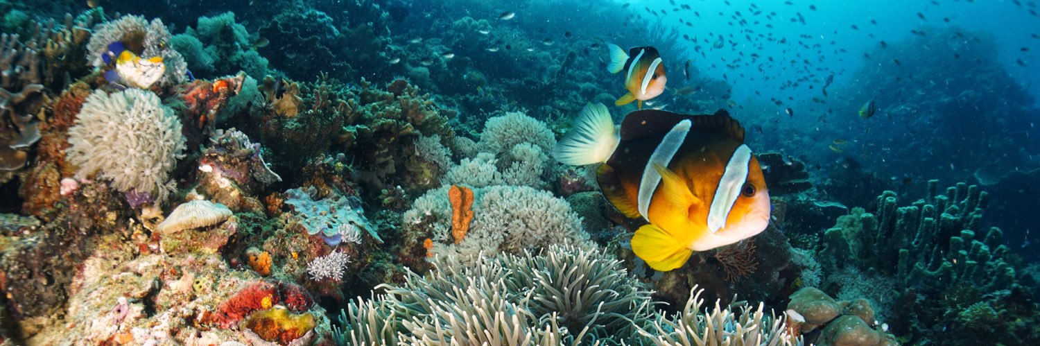 Shuryú 📷📹🎶🐱🌊♓️🇮🇩 banner