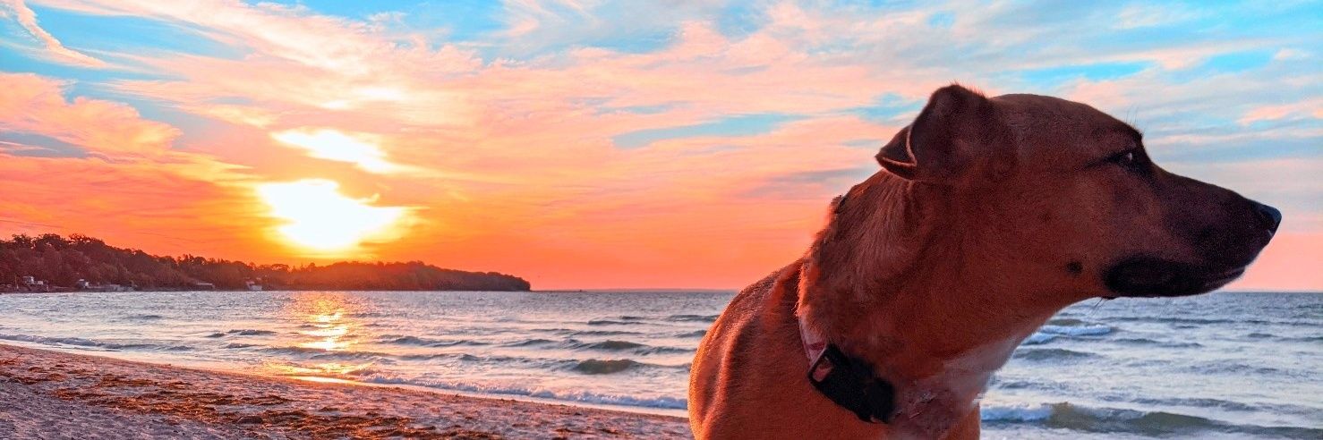 BeeDekker's profile banner image
