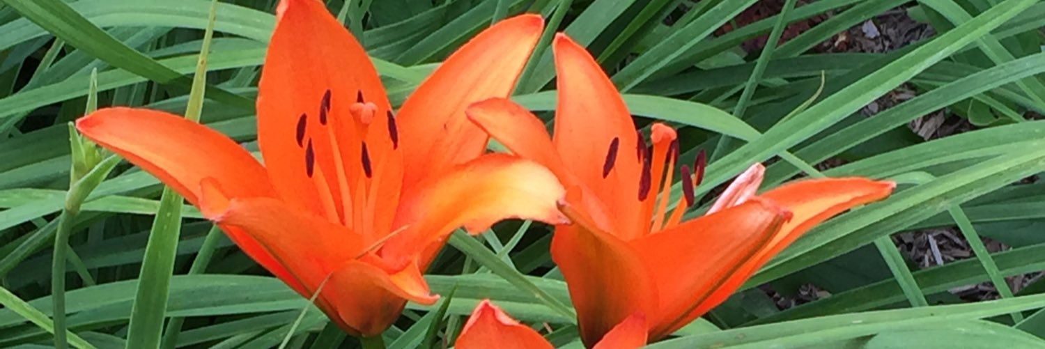 theLauraCasto's profile banner image