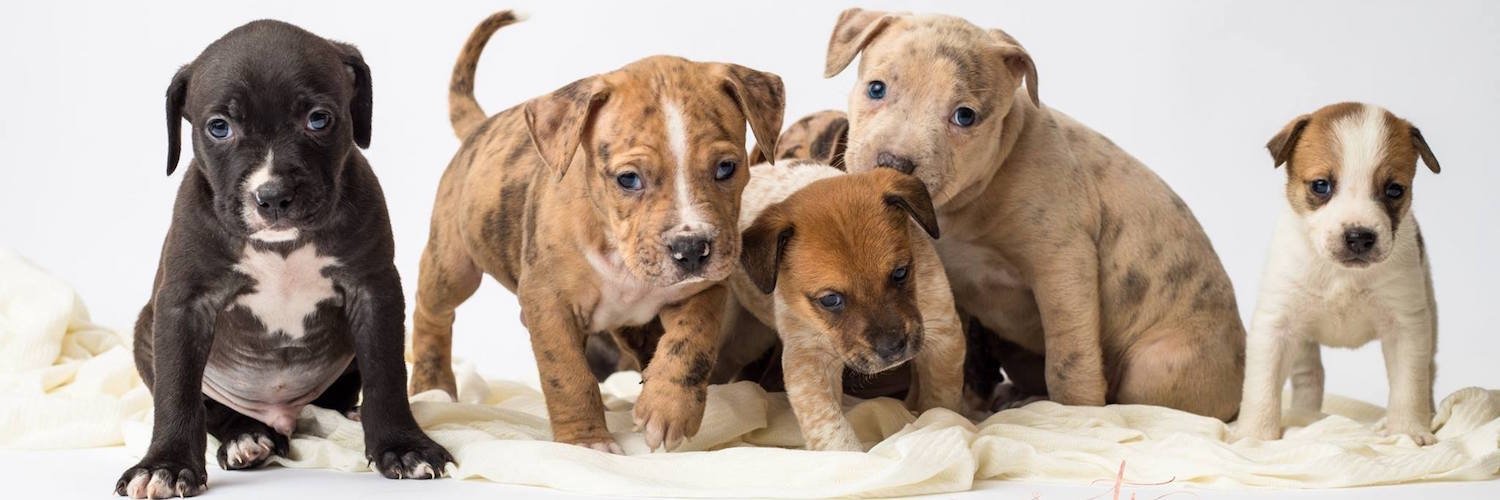 Operation Pets Alive banner