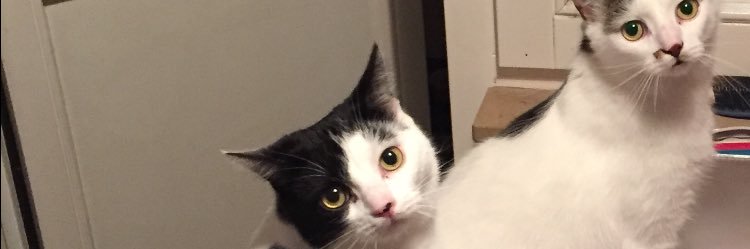 Pinguist's profile banner image