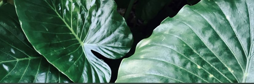 Shannon_Rhea's profile banner image