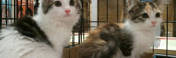 SoCallls Profile Banner