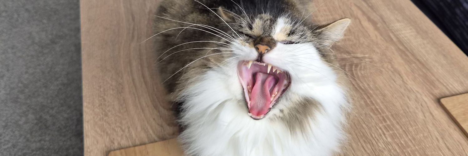 Tomatrix22's profile banner image