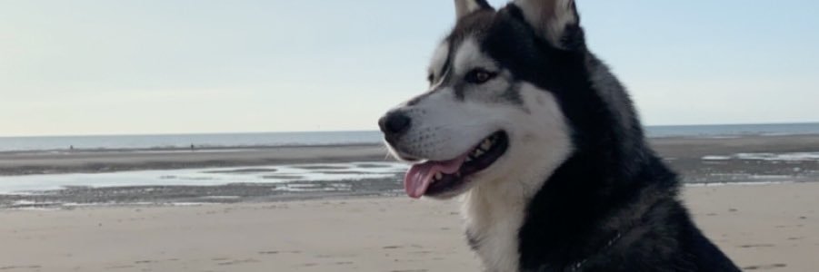 CeliineDlsl's profile banner image