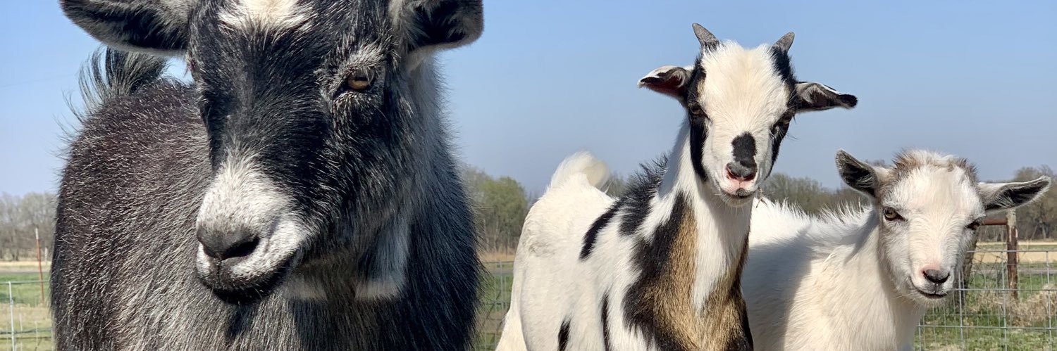 KemptonSavannah's profile banner image