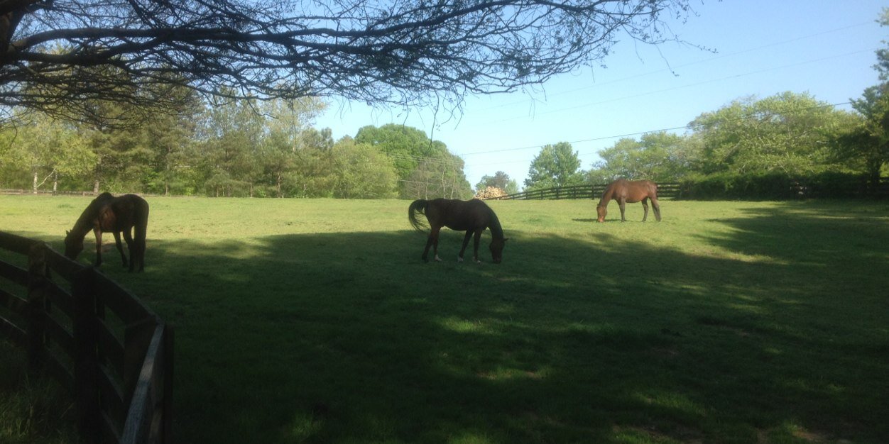 persistantNagatha 🇺🇸🍊 banner