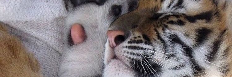 tavero97's profile banner image