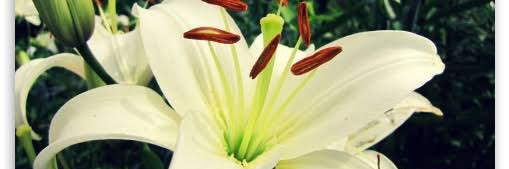 B banner