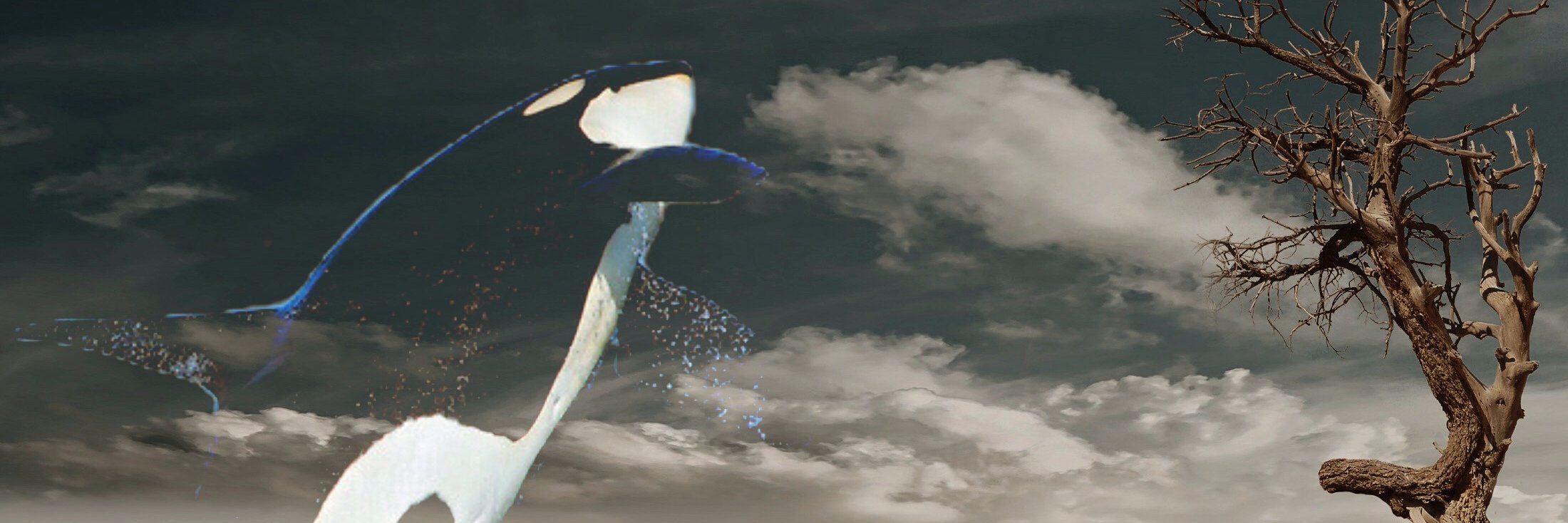 DukeVanElk's profile banner image