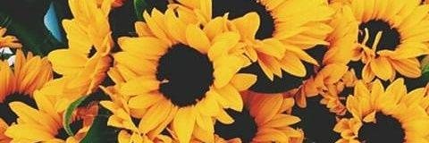 Whitnifer15's profile banner image