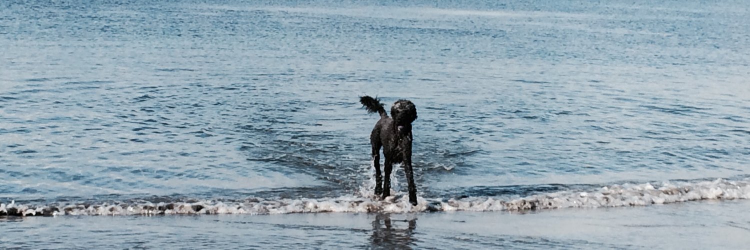 Steph MacKenzie banner