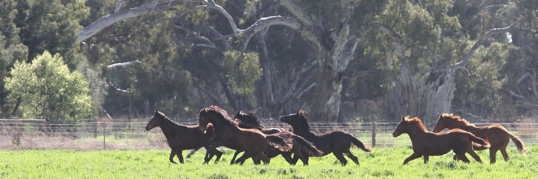 Three Bridges banner