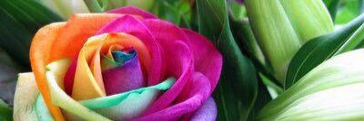 Enchanting70's profile banner image