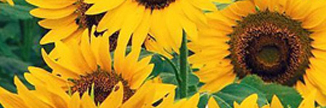 HaleyRees's profile banner image