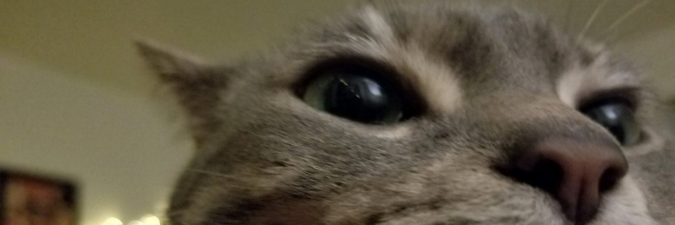 to_shea's profile banner image