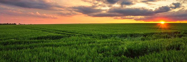 wheatgrowers Profile Banner