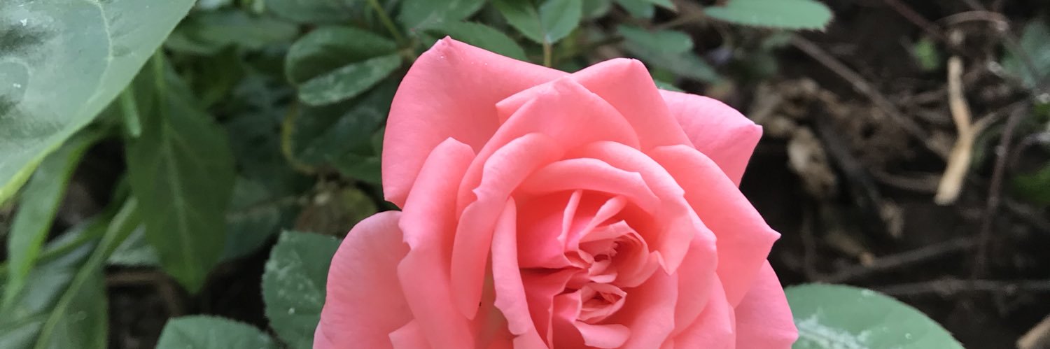 _Mariza's profile banner image