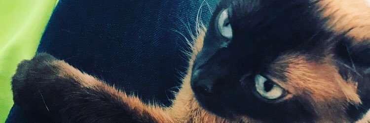 jess254's profile banner image