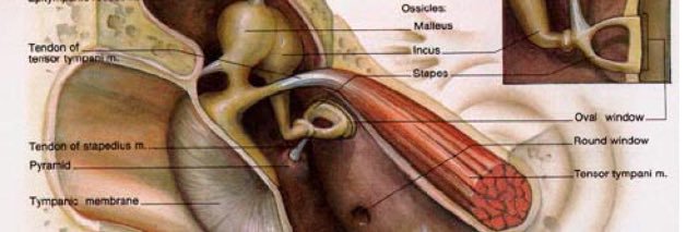 د:سعد العنزي banner