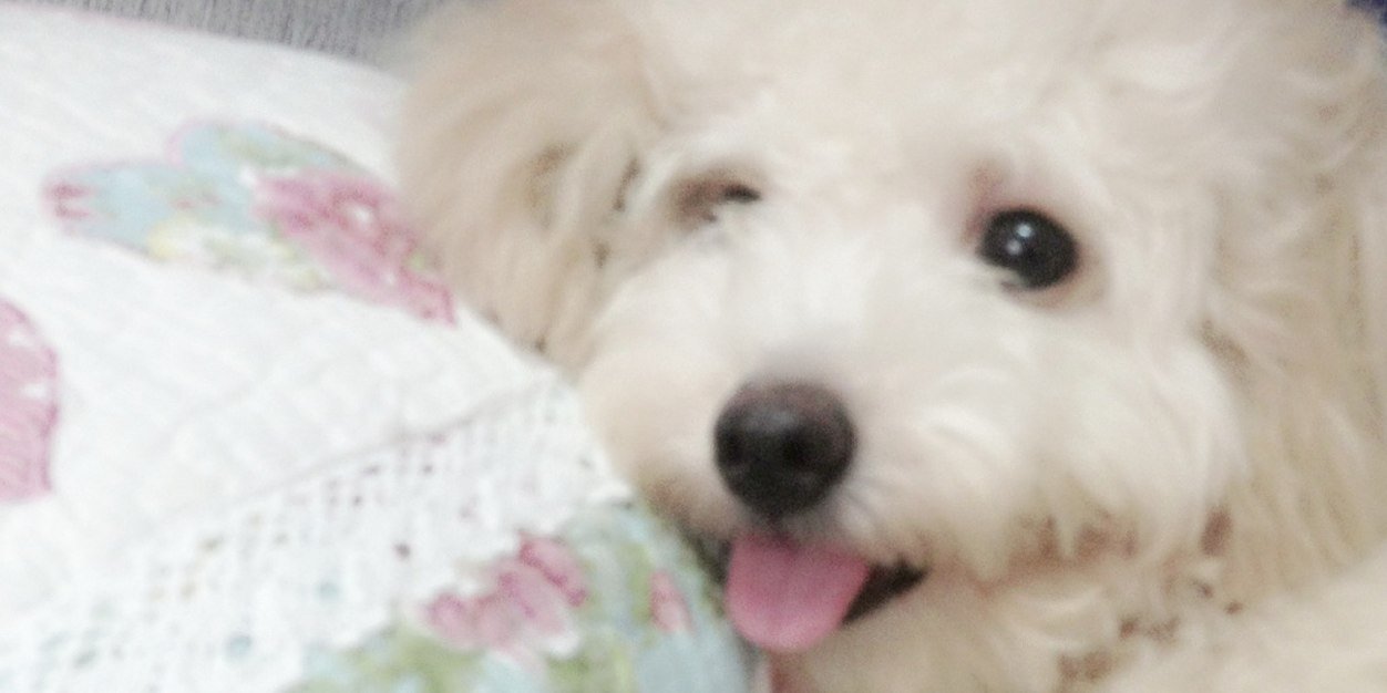 sheenaphua's profile banner image