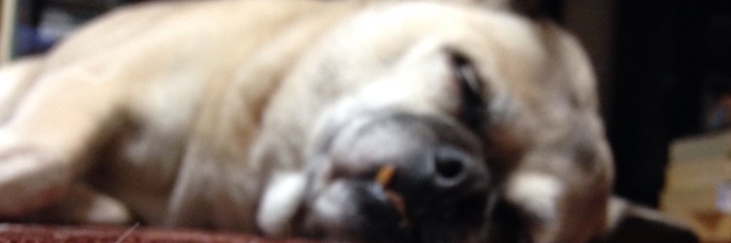 ざらめの召使 banner