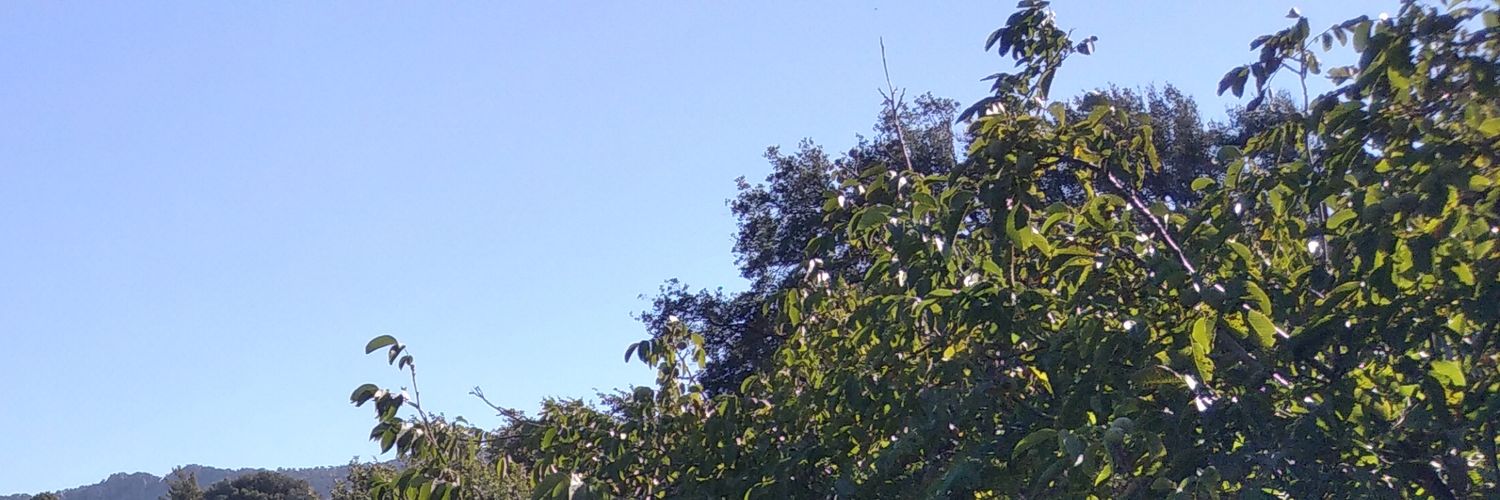 thosorisP banner