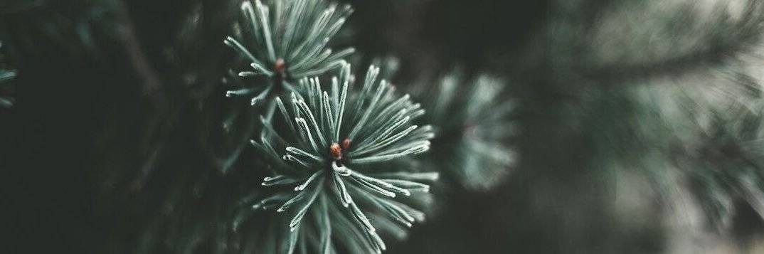 polyanator's profile banner image