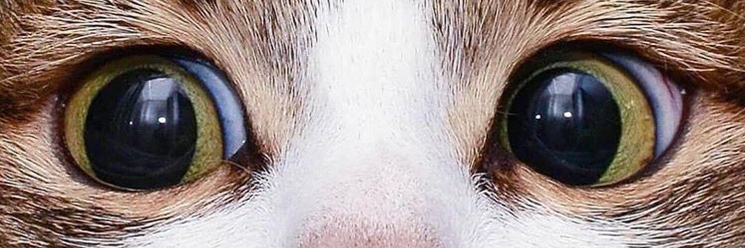 Tom banner