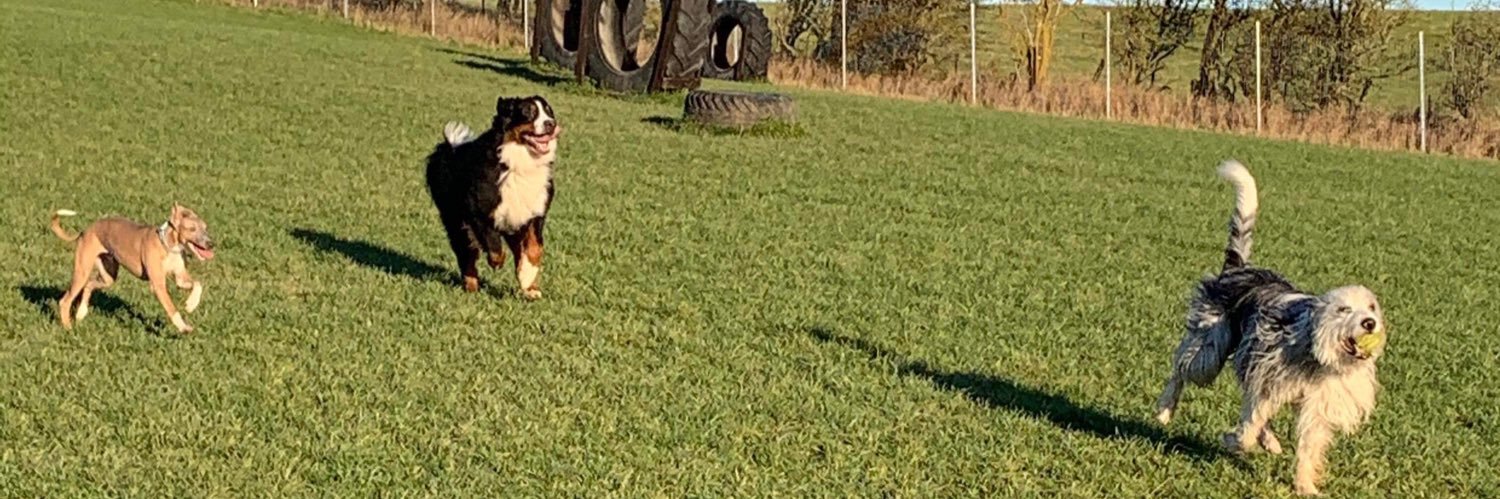 ilovespringers's profile banner image